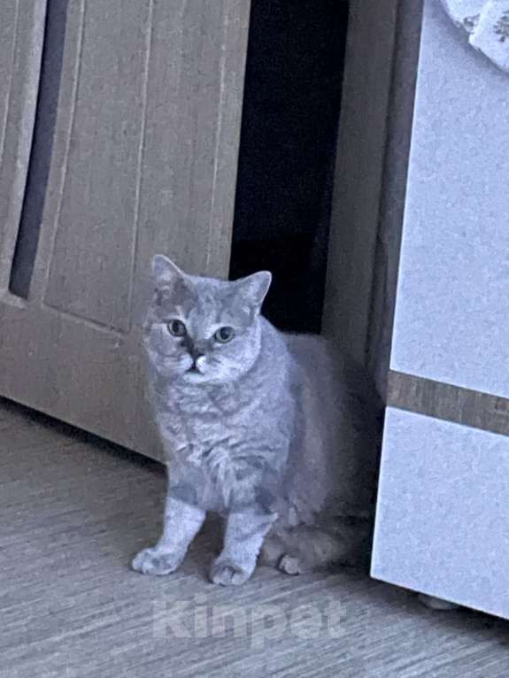 Кошки в Томске: Отдам в хорошие, добрые и заботливые руки Мальчик, Бесплатно - фото 1