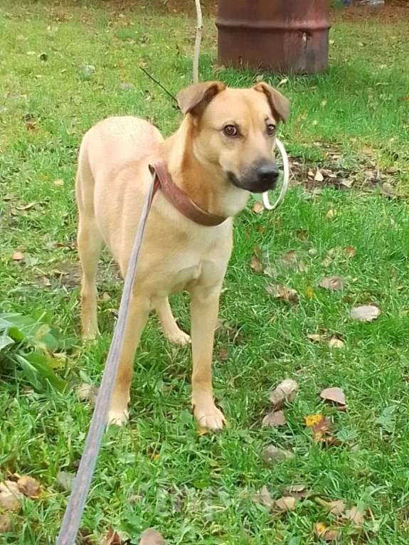 Собаки в Москве: Умная, ласковая в дар Девочка, Бесплатно - фото 1