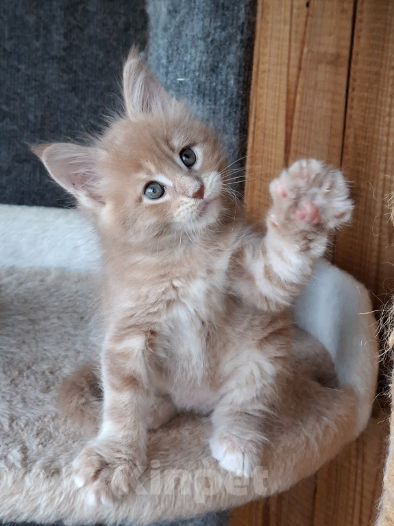 Кошки в Одинцово: Котёнок Мейн-кун Девочка, 30 000 руб. - фото 8
