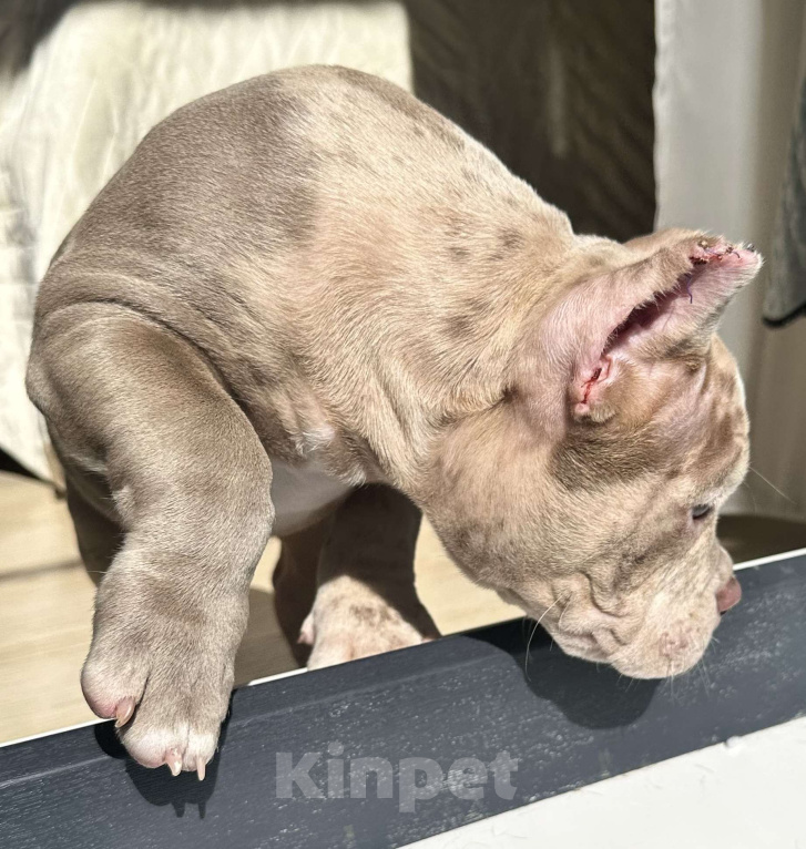 Собаки в Лыткарино: Мальчик Американский булли Мальчик, 200 000 руб. - фото 5