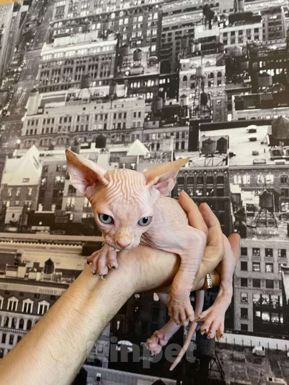 Кошки в Москве: Котенок канадского сфинкса в современном типе Мальчик, 35 000 руб. - фото 2