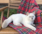 Кошки в Москве: Британский котёнок колор поинт, 5,5 месяцев  Девочка, 70 000 руб. - фото 4
