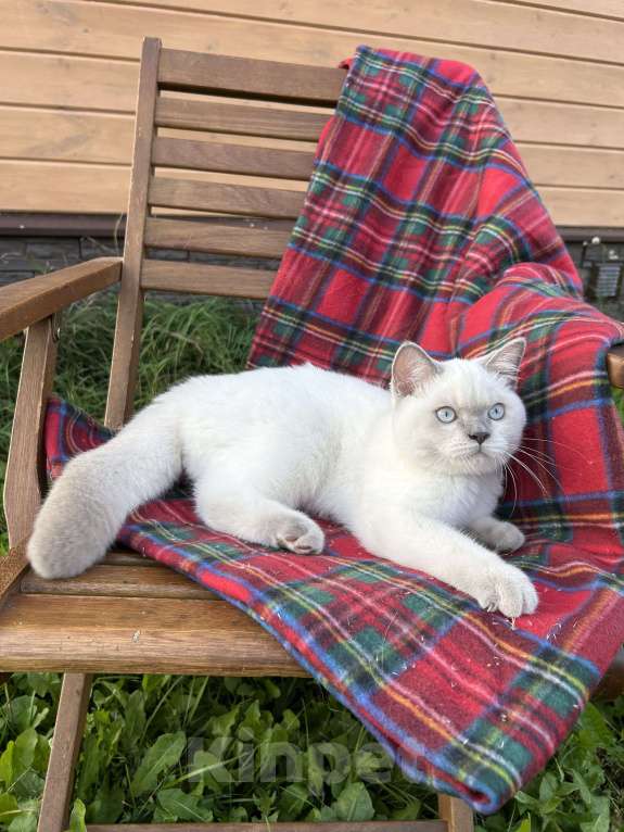 Кошки в Москве: Британский котёнок колор поинт, 5,5 месяцев  Девочка, 70 000 руб. - фото 4