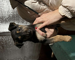 Собаки в Коломне: Активный крепыш ищет дом! Мальчик, 100 руб. - фото 9