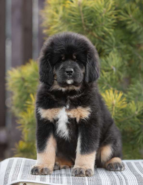 Собаки в других городах Ярославской области: Щенки Тибетского Мастифа  Мальчик, 100 000 руб. - фото 4