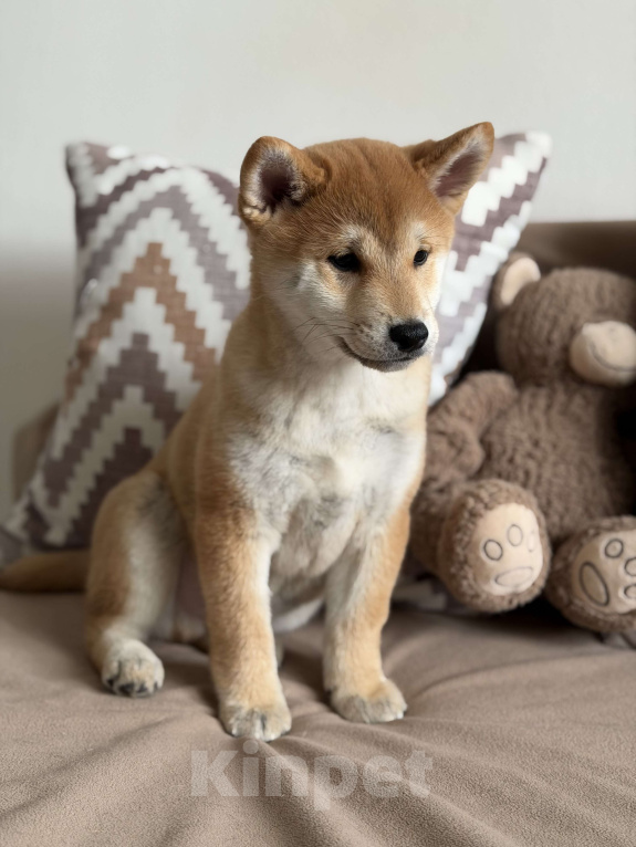 Собаки в Севастополе: Сиба-ину щенок мальчик Мальчик, 60 000 руб. - фото 2