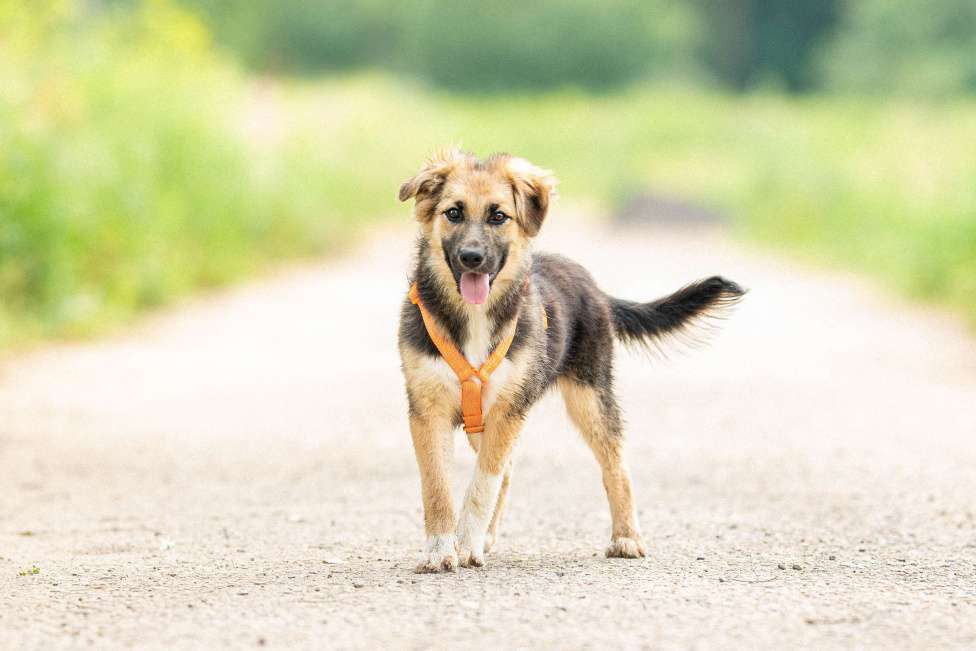 Собаки в Кубинке: Крошка Асти из приюта ищет дом Девочка, Бесплатно - фото 4
