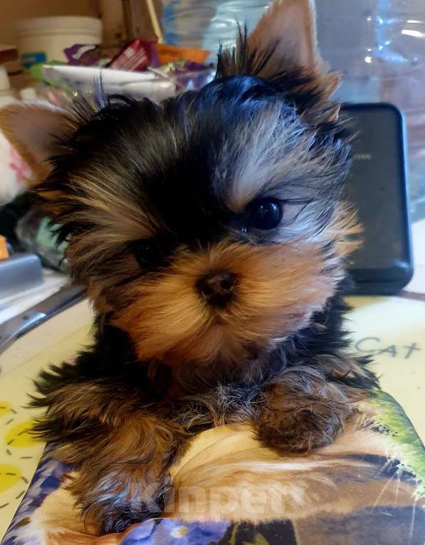 Собаки в Москве: Щенки йоркширского терьера Девочка, 70 000 руб. - фото 2