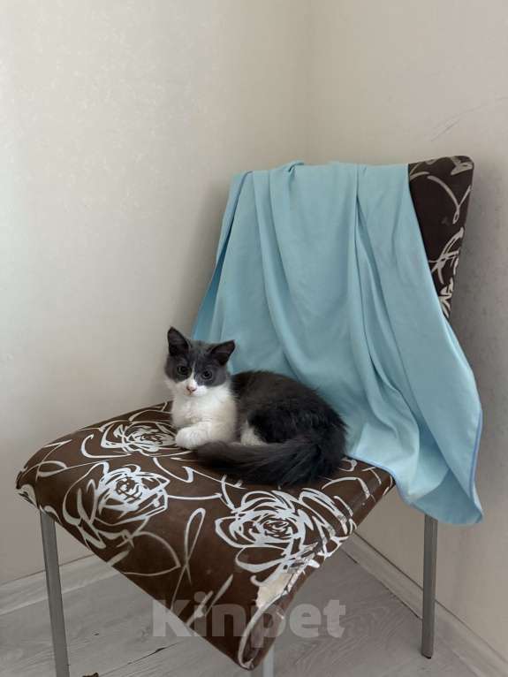 Кошки в Ставрополе: Мальчики пушистики Мальчик, 10 руб. - фото 9