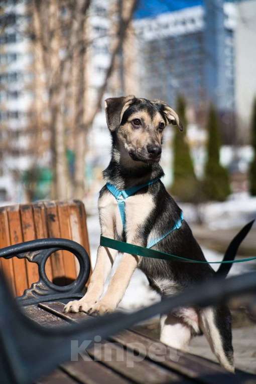 Собаки в Москве: Альмондо Мальчик, Бесплатно - фото 9