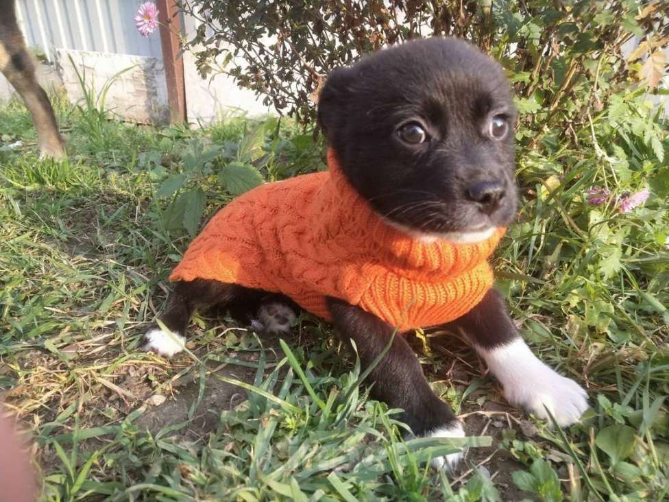 Собаки в Санкт-Петербурге: Две маленькие кнопки ищут дом Мальчик, Бесплатно - фото 1