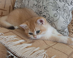 Кошки в Махачкале: Золотой мальчик  Мальчик, 35 000 руб. - фото 1