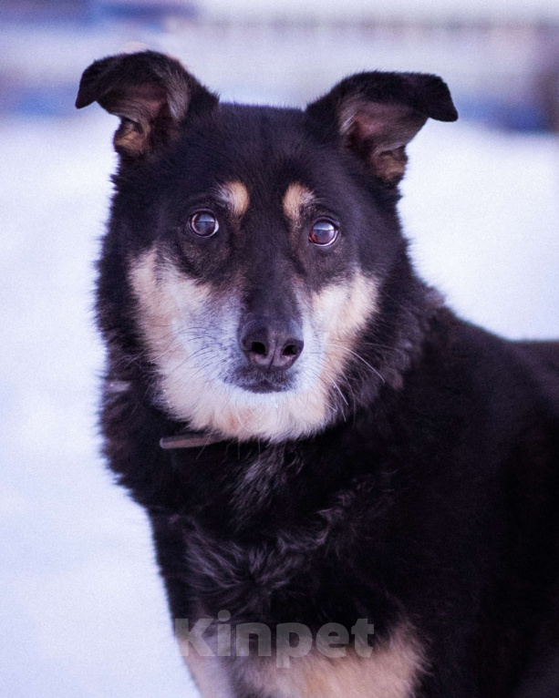 Собаки в Москве: Домашний пёсик в приюте, ищет новых хозяев Мальчик, Бесплатно - фото 6
