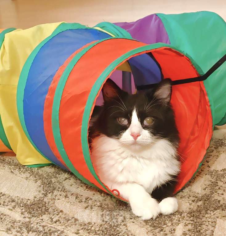 Кошки в Казани: Кошечка Ника. 1 год Девочка, Бесплатно - фото 2