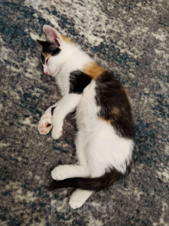 Кошки в других городах Курской области: Котёнок в добрые руки Девочка, Бесплатно - фото 7