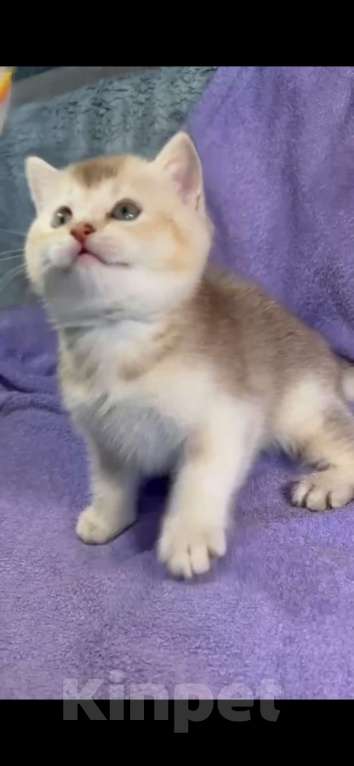 Кошки в Екатеринбурге: Шиншилла лиловое золото страйт  Мальчик, 25 000 руб. - фото 3