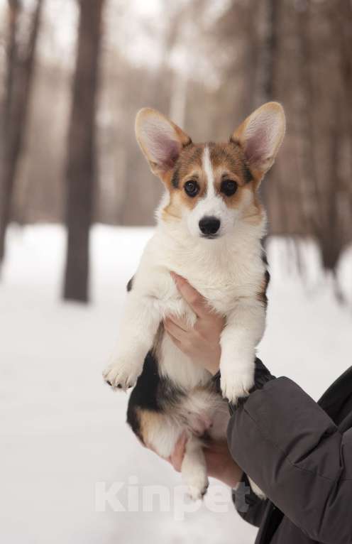 Собаки в Новосибирске: Продажа корги пемброк Мальчик, 70 руб. - фото 3