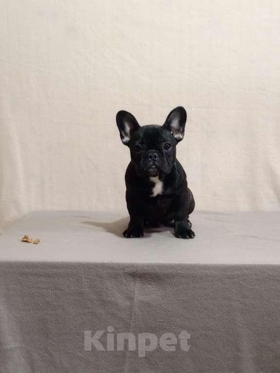 Собаки в Воронеже: Французский бульдог щенок Разнополые, Бесплатно - фото 4