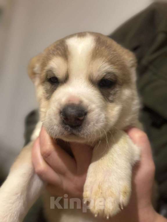 Собаки в Клинцах: Маска Мальчик, 20 000 руб. - фото 1