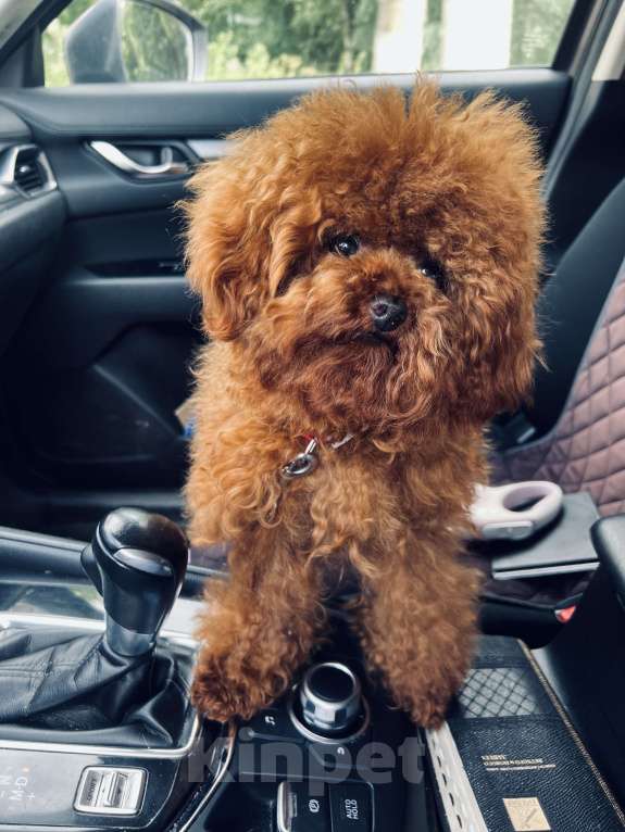 Собаки в Коломне: Тедди 3 икс от китайских родителей  Мальчик, 120 000 руб. - фото 2