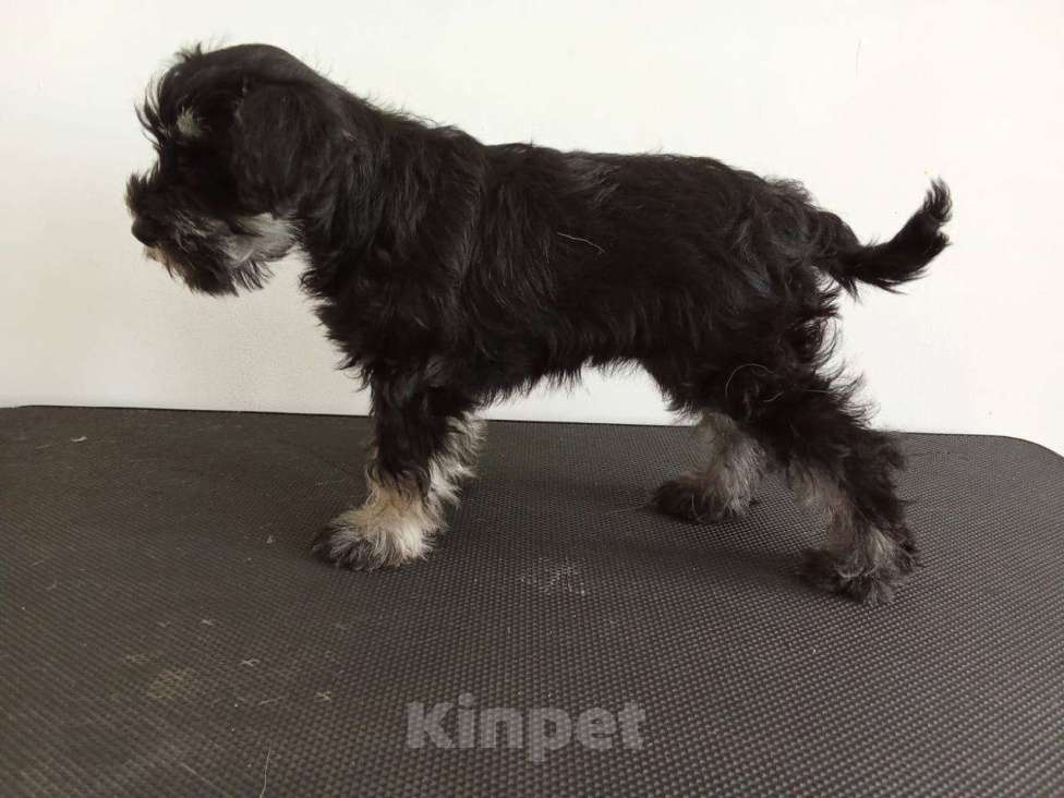 Собаки в Иркутске: Щенок цвергшнауцера Девочка, 45 000 руб. - фото 2