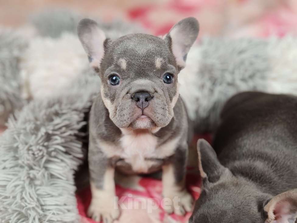 Собаки в Санкт-Петербурге: Шикарная голубая девочка Девочка, 70 000 руб. - фото 2