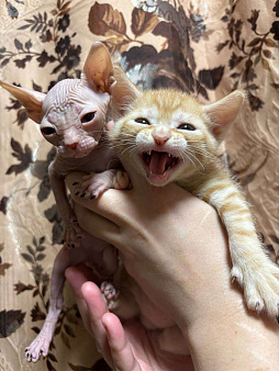 Котенок донского сфинкса