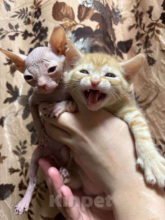 Кошки в Санкт-Петербурге: Котенок донского сфинкса Мальчик, 10 000 руб. - фото 1