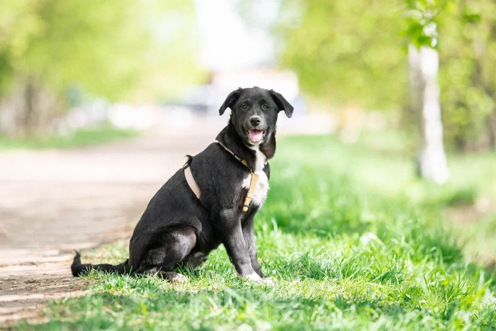 Собаки в Москве: Щенок в дар  Мальчик, Бесплатно - фото 8