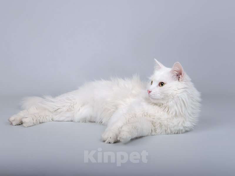 Кошки в Москве: Белоснежный красавец Никита ищет доброе сердце. Мальчик, Бесплатно - фото 2