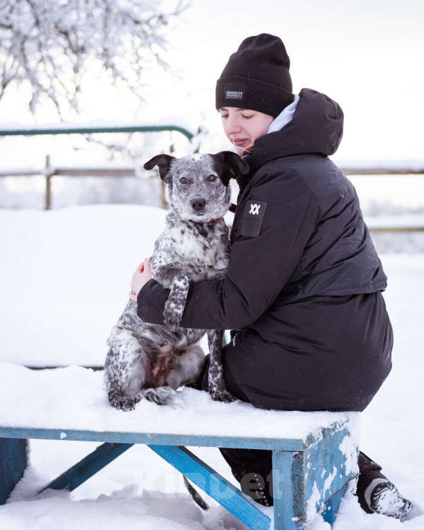 Собаки в Москве: Собака из приюта в добрые руки! Девочка, Бесплатно - фото 1
