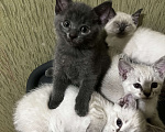 Кошки в других городах Воронежской области: Котята Девочка, Бесплатно - фото 5