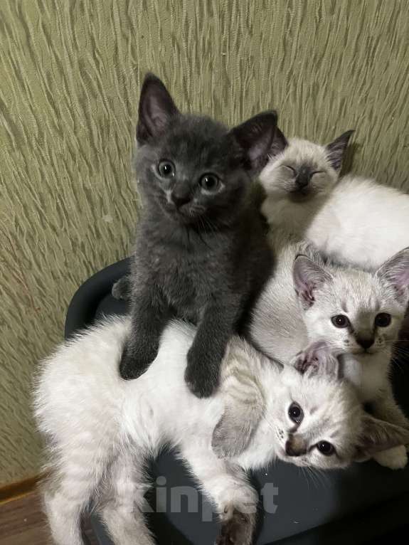 Кошки в других городах Воронежской области: Котята Девочка, Бесплатно - фото 5