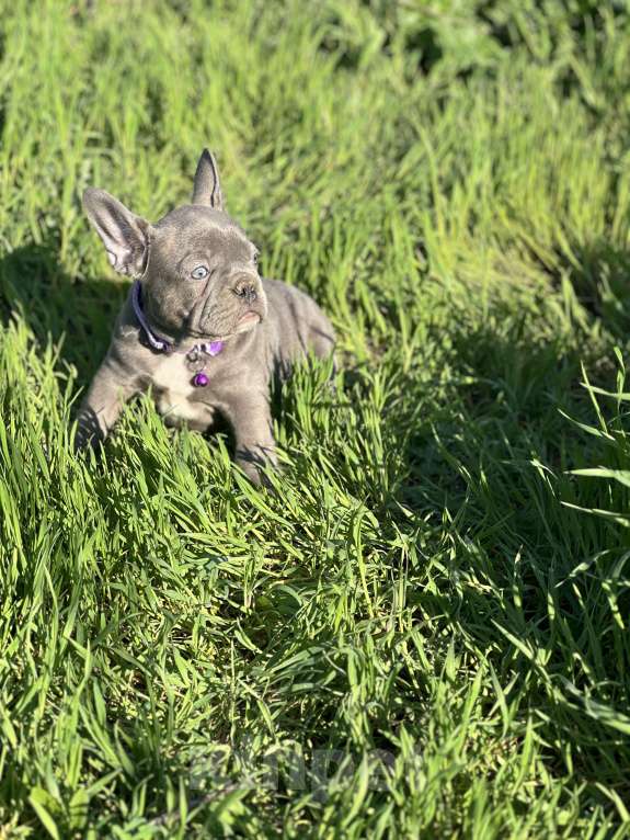 Собаки в Москве: Лиловый красавчик Мальчик, Бесплатно - фото 5