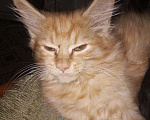 Кошки в Александровске-Сахалинском: Котята Мейн-кун,, 7 000 руб. - фото 7