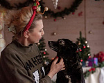 Собаки в Москве: Спокойная малышка Гера в дар Девочка, Бесплатно - фото 2