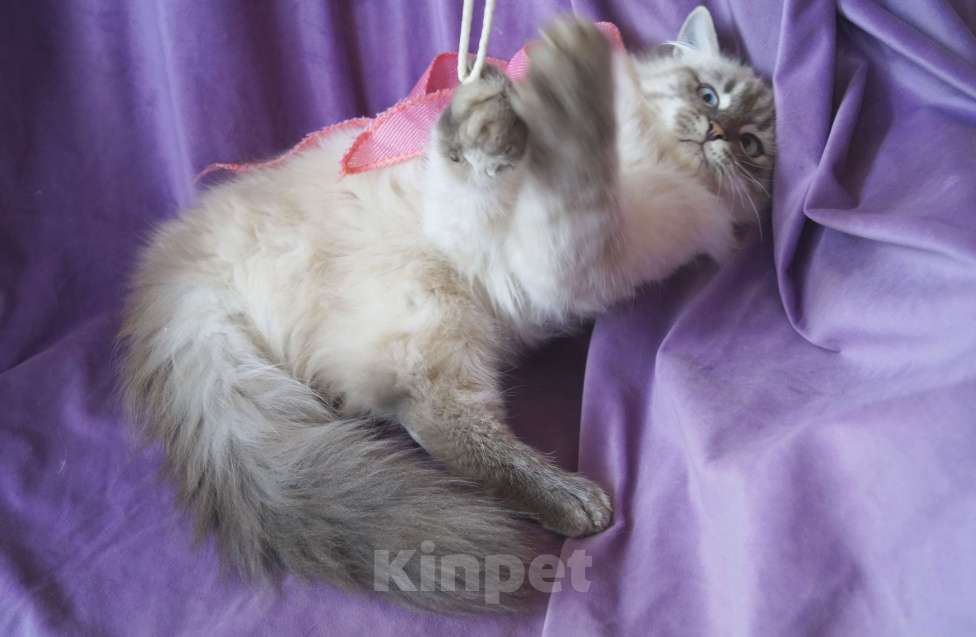 Кошки в Краснодаре: Невская маскарадная котенок Амур в окрасе блю биколор поинт Мальчик, 35 000 руб. - фото 8