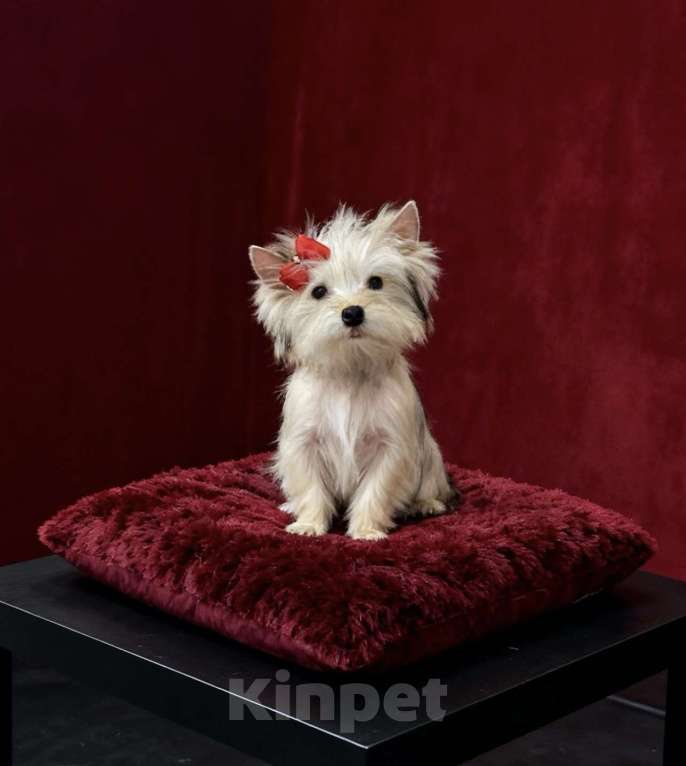 Собаки в Москве: Голддаст йорк мини девочка золотая Девочка, 80 000 руб. - фото 10