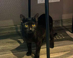 Кошки в Москве: Котик Черныш: маленький воин с большим сердцем Мальчик, Бесплатно - фото 3