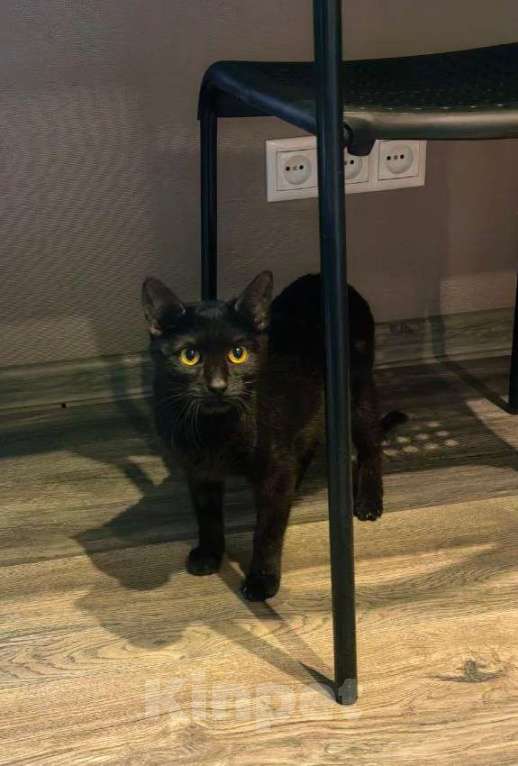 Кошки в Москве: Котик Черныш: маленький воин с большим сердцем Мальчик, Бесплатно - фото 3