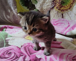 Кошки в Санкт-Петербурге: Котята, серебристая шиншила Девочка, 16 000 руб. - фото 8