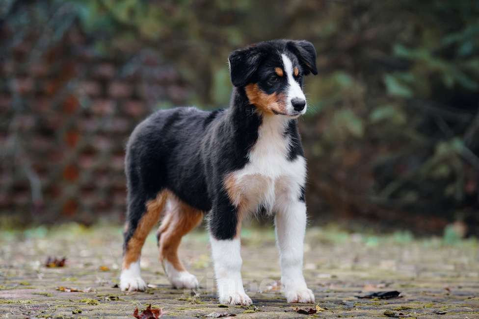 Собаки в Звенигороде: Аусси девочка Девочка, 40 000 руб. - фото 3