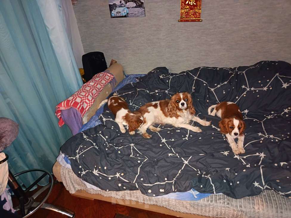 Собаки в Санкт-Петербурге: Продаётся девочка 4месяца Девочка, Бесплатно - фото 8