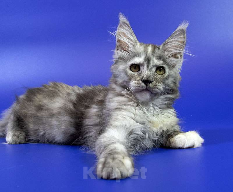 Кошки в Москве: Котенок мейн кун Девочка, Бесплатно - фото 6