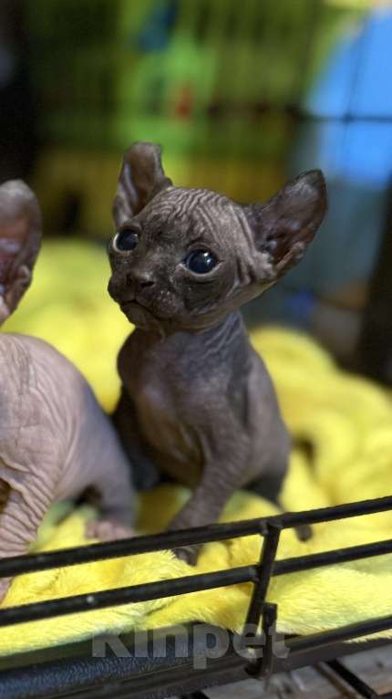 Кошки в других городах Волгоградской области: Это не просто кот, а настоящее волшебное существо — котенок породы эльф Мальчик, 50 000 руб. - фото 1