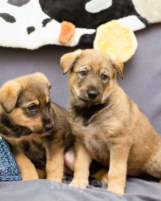 Собаки в других городах Ленинградской области: Щенки в добрые руки  Мальчик, Бесплатно - фото 7