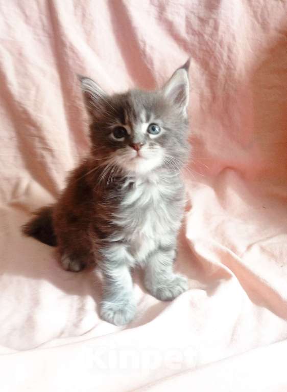 Кошки в Ачинске: Мейкуняша Девочка, 10 000 руб. - фото 3