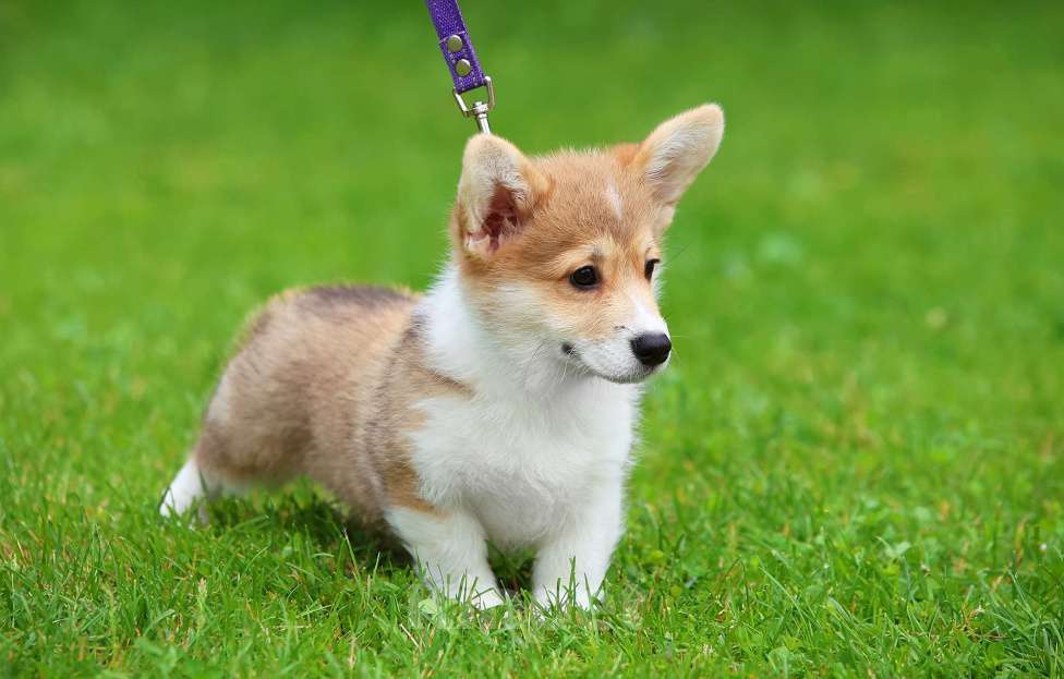 Собаки в Москве: Вельш корги пемброк мальчик Мальчик, 45 000 руб. - фото 3