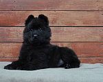 Собаки в Воронеже: Немецкая овчарка длинношерстная черная Девочка, 80 000 руб. - фото 2