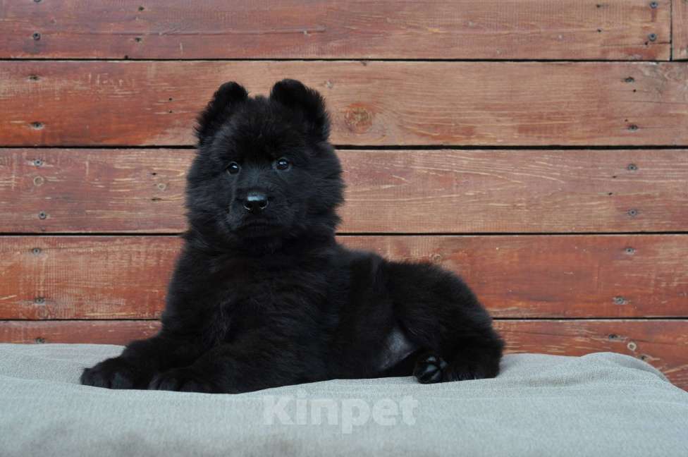 Собаки в Воронеже: Немецкая овчарка длинношерстная черная Девочка, 80 000 руб. - фото 2